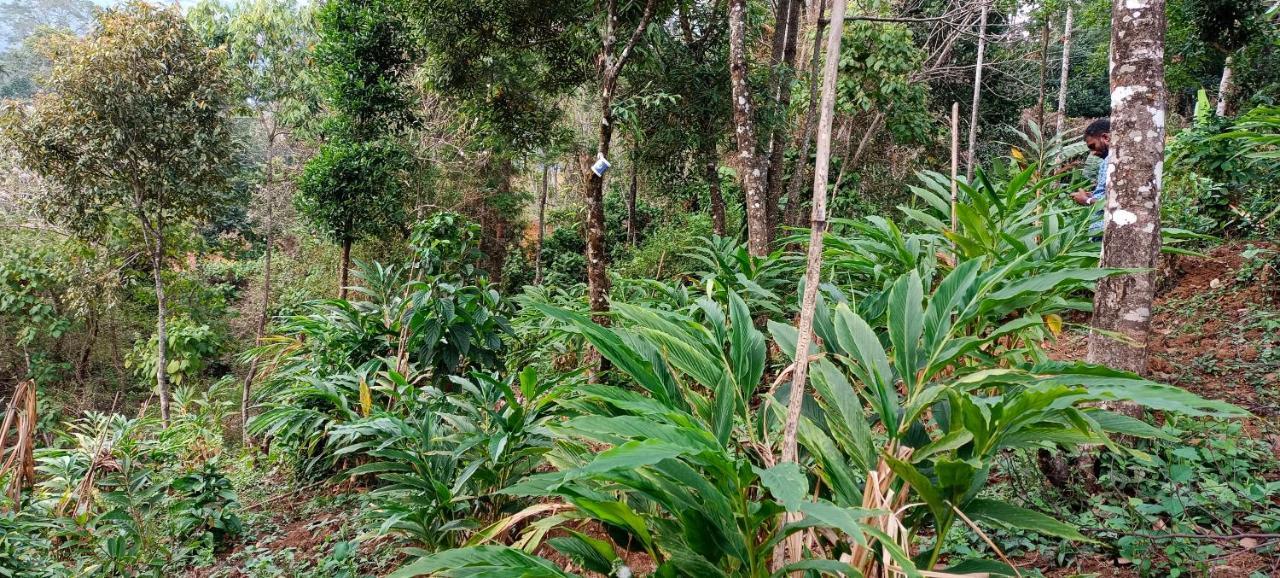 Munnar Tent Hills Resort Devikolam Zewnętrze zdjęcie